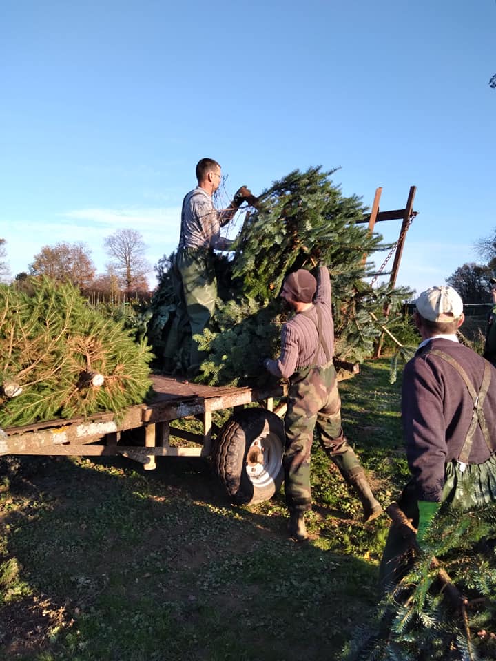 COMMANDE SAPIN DE NOEL - 5 ET 6 DECEMBRE