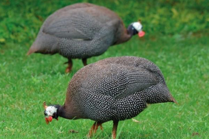 VENTE DU 15 ET 16 MAI - POULET - PINTADE