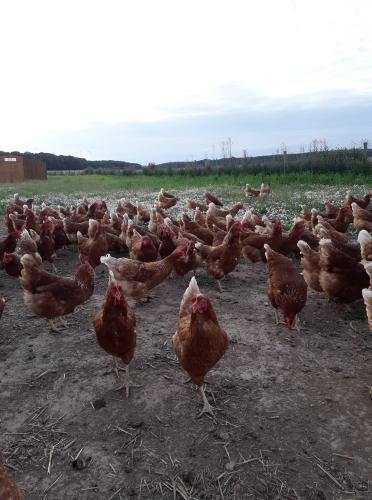 VENTE 16 et 17 OCTOBRE - POULET