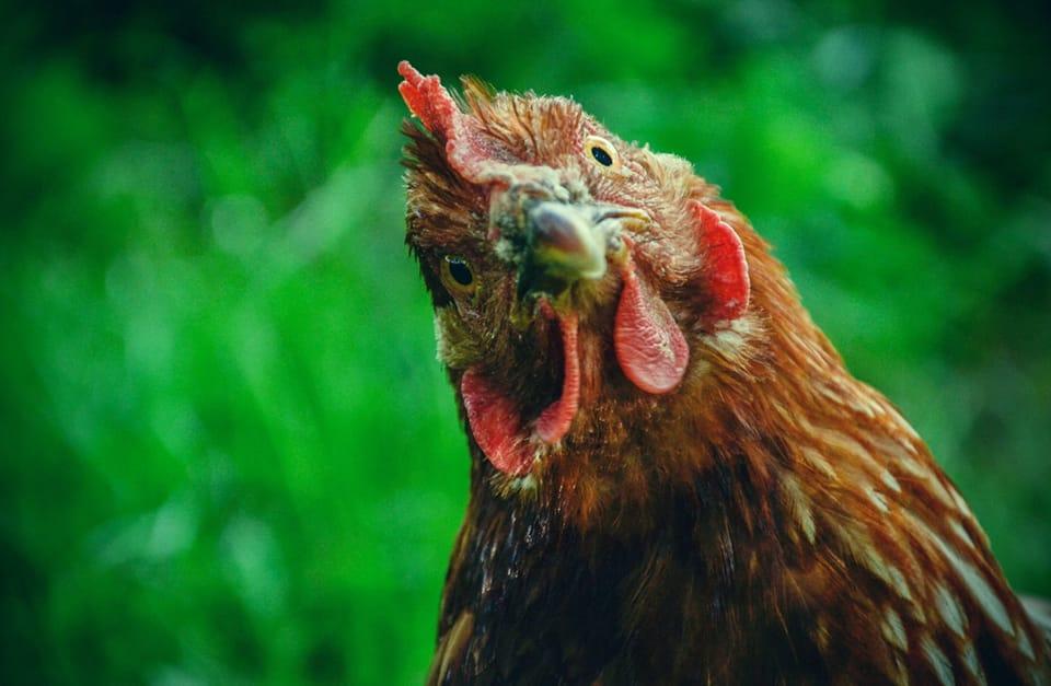 VENTE 16 et 17 OCTOBRE - POULET